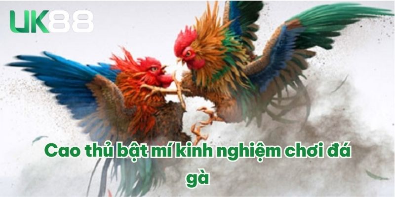 Cao thủ bật mí kinh nghiệm chơi đá gà