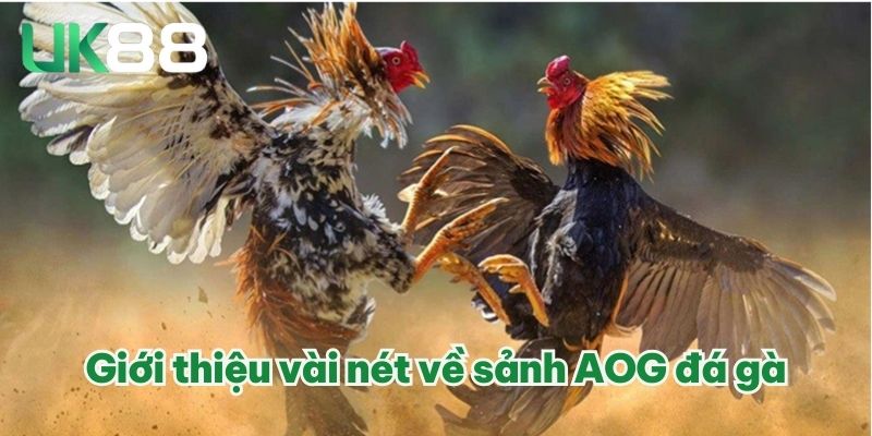 Giới thiệu vài nét về sảnh AOG đá gà