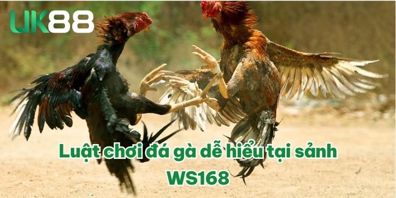 Luật chơi đá gà dễ hiểu tại sảnh WS168