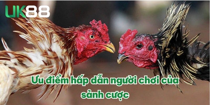 Ưu điểm hấp dẫn người chơi của sảnh cược